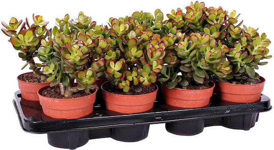 Crassula Ovata 'minor' 12cm
