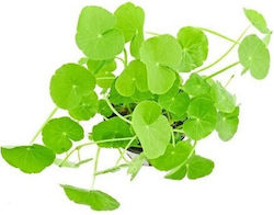 Aquaflora Hydrocotyle Leucocephala Topf-xl