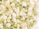 Getrocknete Jasminblume Blumen 20g