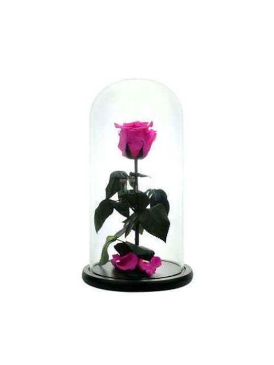 Kryokonservierte Rose In Glasglocke Mit Schwarz...