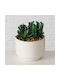 Boltze Plantă Suculentă Artificială 12 Cm