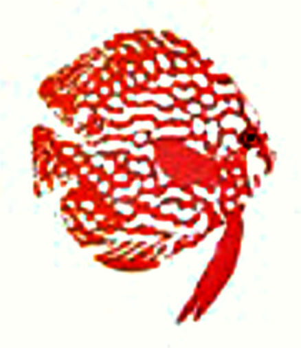 Ad Glowing Discus Type93 Pigeon Blood