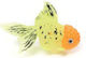 Ad Glowing Goldfish Lionhead Yellow Orange
