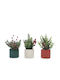 ArteLibre Crăciun Decorativ Vâsc Lungime 10cm.