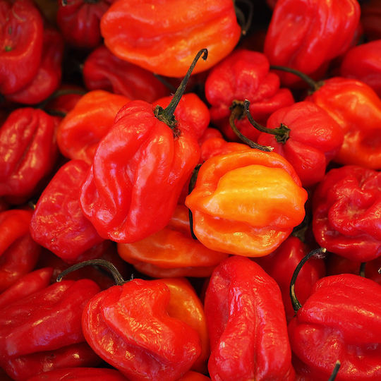 Κόκκινη Χαμπανέρο Habanero Καυτερή Πιπεριά 20 Σπόροι