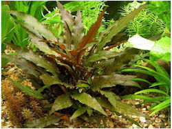 Cryptocoryne Undulata Red Φπ
