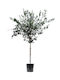Oem Olive Olea Europaea 12-14 70 Liter