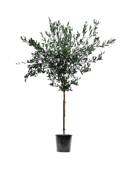 Oem Маслини Olea Europaea 25 Лт 6-8