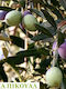 "ελιά Πίκουαλ" Olea Picual Olive Tree