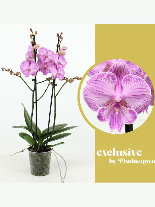 Phalaenopsis Mf Limited Pink Laura Lippy 2 Stems Phalaenopsis Mf Limited Pink Laura Lippy 2 Stems