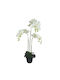 Topfpflanze Orchidee Weiße Blüten Real Touch Kastanie Höhe 82cm 2/8 Stück