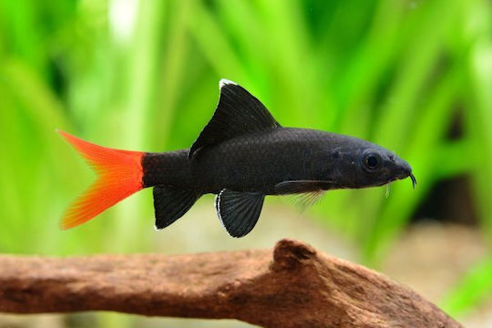Epalzeorhynchos Bicolor 5cm