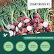 Hazera Seeds Onion Dimitrios White 100000pcs