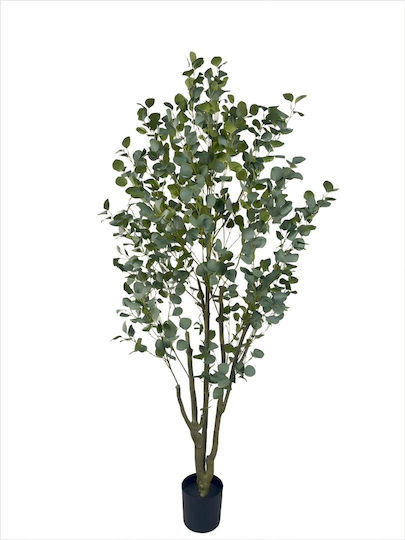 Eucalyptus Outdoor Tree ForAll