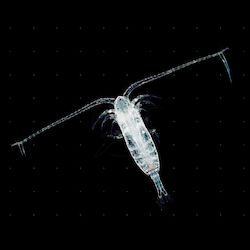 Stoffels Copepods 180 Ml Live Food