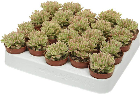 Sedum 'alice Evans Variegata' 5.5cm