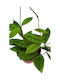 Hoya Callistophylla 12cm