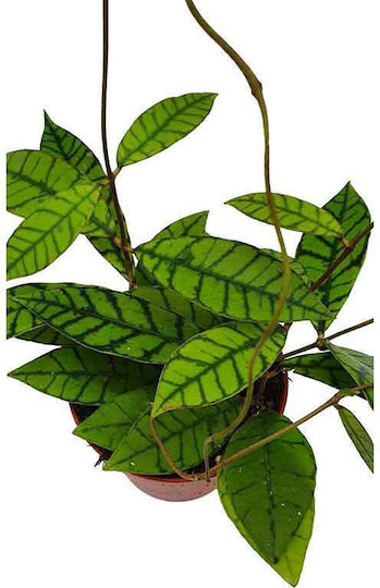 Hoya Callistophylla 12см