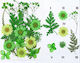 Gedrückte Blumen Margeriten Farne Grüne