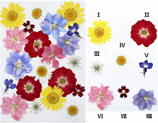 Pressed Flowers Resin Daisies Red Yellow Blue Purple