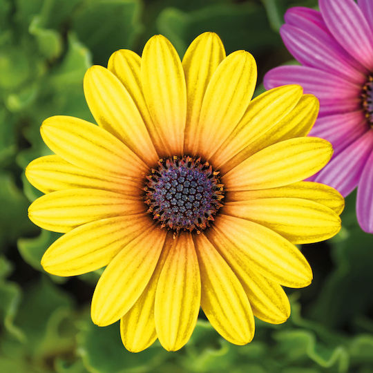 Garten Dekorative Künstliche Blumen 7,5 Cm 4 Stück Pack