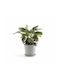Ecopots Amsterdam Pot Grey