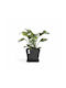 Ecopots Rotterdam Саксия Черно