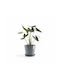 Ecopots Amsterdam Topf Blue-grey 40x40cm.