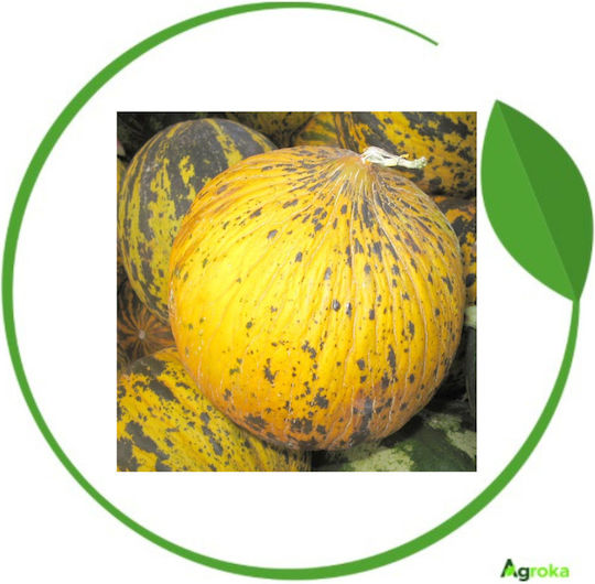 Agrogen Samen Melone Thrakisch 20gr