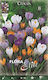 Flora Elite Zwiebeln Krokus 10Stück