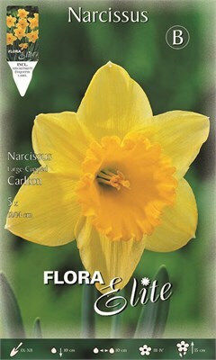 Flora Elite Βολβoί Νάρκισσου 5τμχ