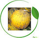 Agrogen Samen Melone Thrakisch 50gr