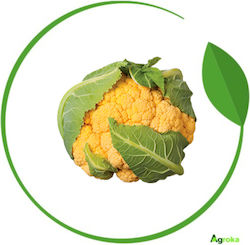 Syngenta Seeds Cauliflower Flame Star