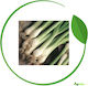Geniki Fytotechniki Athinon Seeds Onion Lisbon ...