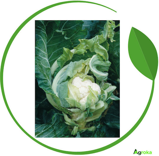 Syngenta Σπόροι Κουνουπιδιού Amerigo 2500τμχ