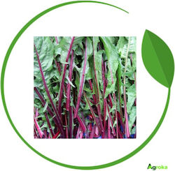 Geniki Fytotechniki Athinon Seeds Wild Red Stem...