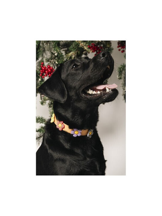 Unicord Wasserfestes Crocs Charm Hundehalsband Orange 44cm-50cm L