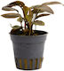 Stoffels Lagenandra Meeboldii Red