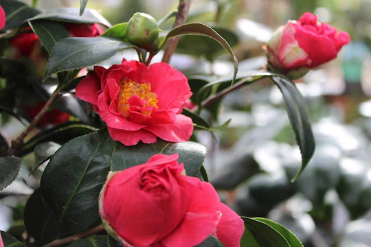 Camelia 'Blood China' 15cm