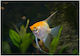Pterophyllum Scalare Gold M