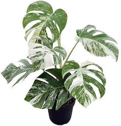 Monstera Albo Variegata Monstera Albo Variegata