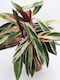 Calathea Tricolore Stromanthe Sanguinea ‘Triostar’