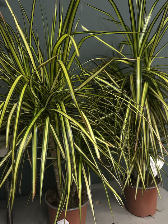 Δρακαινα Μαρτζινατα Dracaena Marginata “golden Dragon”