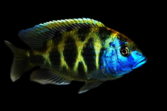 Pești de Acvariu Viu Cichlidă Venustus African Malawi Cichlid Nimbochromis Venustus 4 Cm