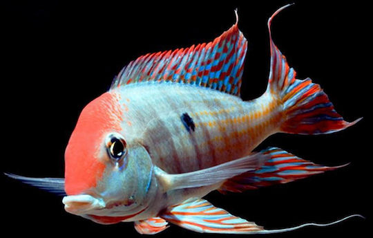 Ζωντανα Ψαρια Γεωφαγος Ταπαχος Geophagus Tapajos Red Head Eartheater Ml 8-10cm
