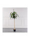Supergreens Copac Artificial Dracaena Verde 170 Cm 6-0317