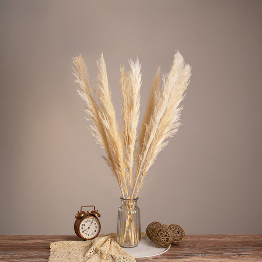 Plantă Uscată Pampas Grass Beige/Ecru 80cm 10buc GloboStar