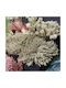 Bunny Tails 22cm 12 Stück InTheBox