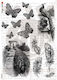 Decoupage Rice Paper 32x45cm Animals-0033