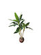 Banana Tree